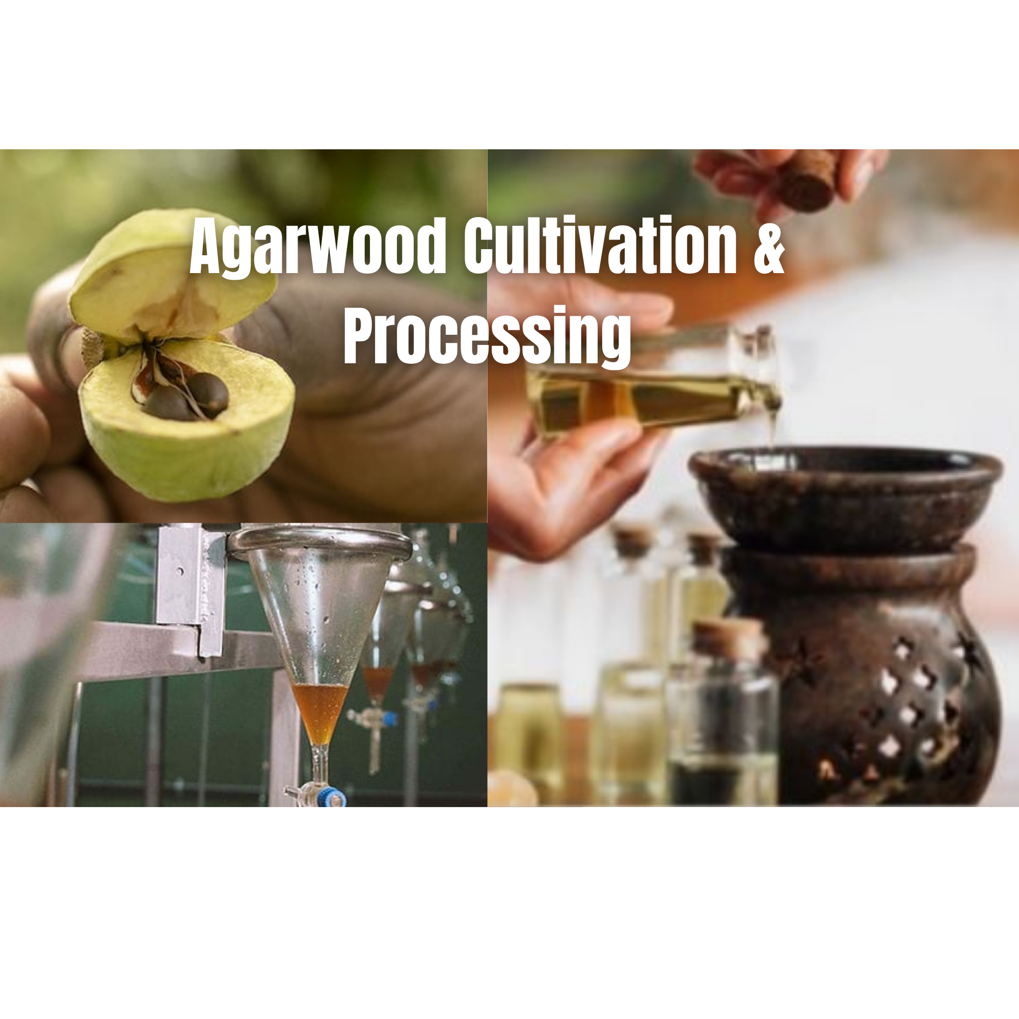 Agarwood Farming