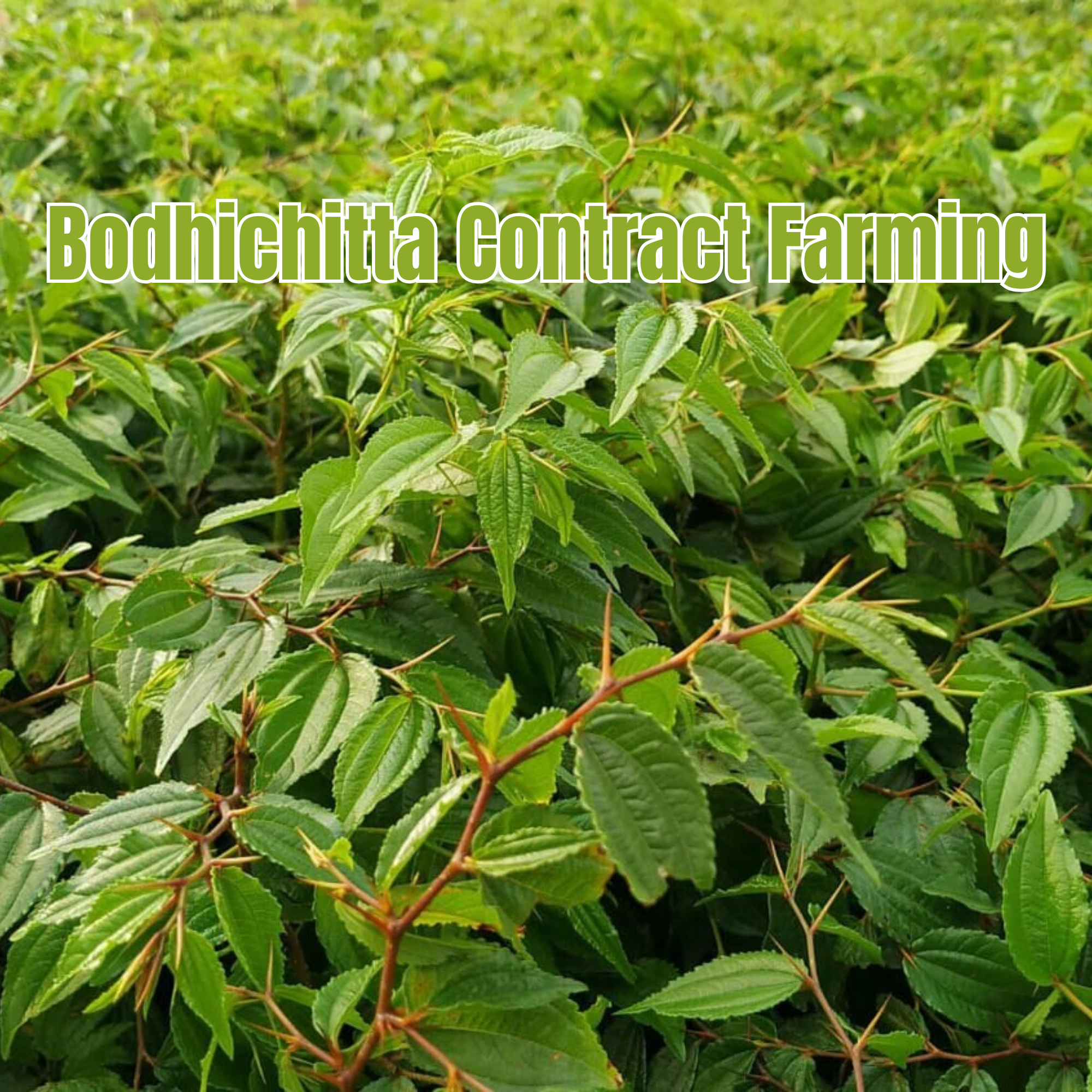 Bodhichitta Contract Farming
